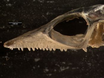 Media type: image;   Herpetology R-131690